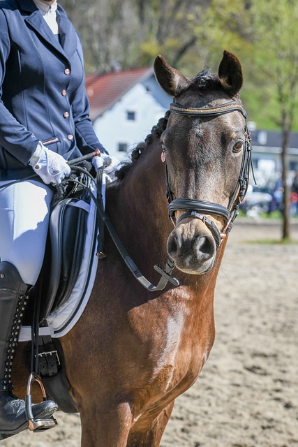 争得了荣誉 争得了荣誉